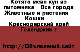 Котята мейн-кун из питомника - Все города Животные и растения » Кошки   . Краснодарский край,Геленджик г.